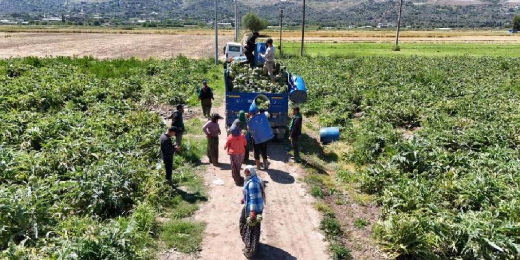 Tarlada ‘Yeşil elmas’ mesaisi sürüyor! Tanesi 35 TL’den çıkıyor 4